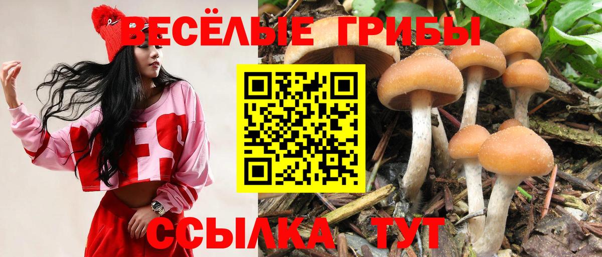 Томск  Псилоцибиновые грибы Psilocybe  Вход с VPN 